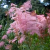 Queen of the Prairie Seeds – 25 Count Filipendula rubra – Fragrant Pink Blooms, Pollinator Friendly, Outdoor - Image 1