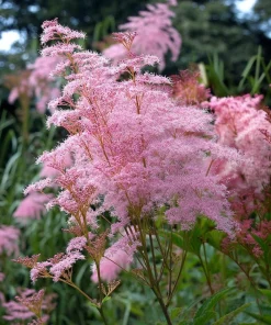 Queen of the Prairie Seeds – 25 Count Filipendula rubra – Fragrant Pink Blooms, Pollinator Friendly, Outdoor - Image 1