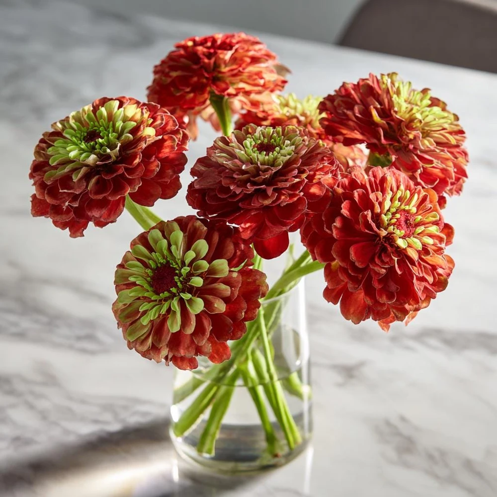 Queen Red Lime Zinnia Seeds - 10 Pack | Zinnia Elegans Blooms for Garden - Image 3