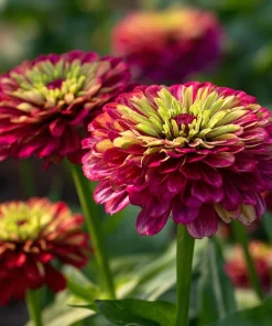 Queen Red Lime Zinnia Seeds - 10 Pack | Zinnia Elegans Blooms for Garden - Image 4