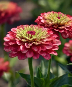 Queen Red Lime Zinnia Seeds - 10 Pack | Zinnia Elegans Blooms for Garden - Image 6