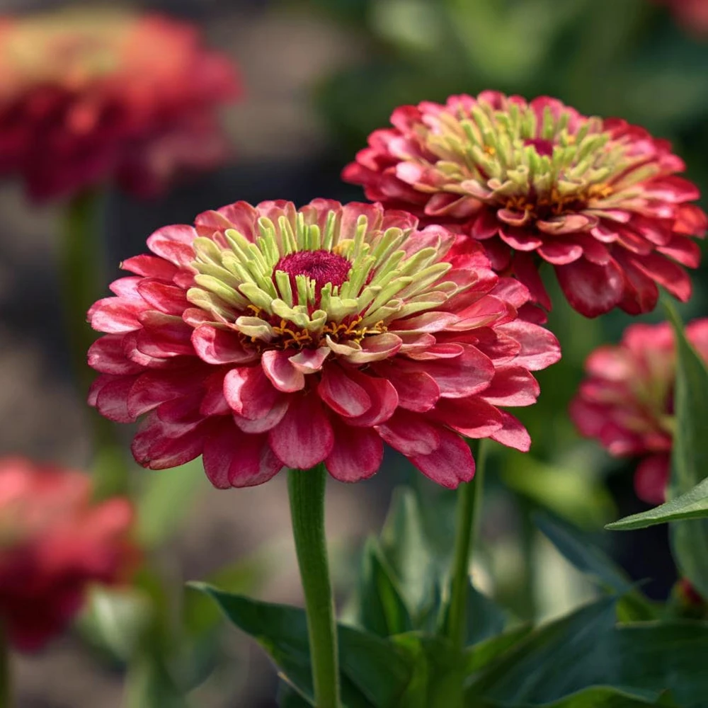 Queen Red Lime Zinnia Seeds - 10 Pack | Zinnia Elegans Blooms for Garden - Image 6