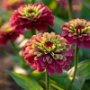 Queen Red Lime Zinnia Seeds - 10 Pack | Zinnia Elegans Blooms for Garden - Image 1