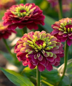 Queen Red Lime Zinnia Seeds - 10 Pack | Zinnia Elegans Blooms for Garden - Image 1