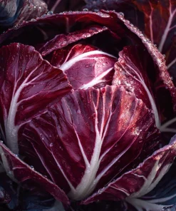 Radicchio Palla Rossa Seeds - Classic Italian Red Chicory for Salads - 100 Seeds - Image 3