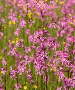 Ragged Robin Flower Seeds - Pink-Purplish Lychnis Flos Cuculi - 100 Seeds - Image 2