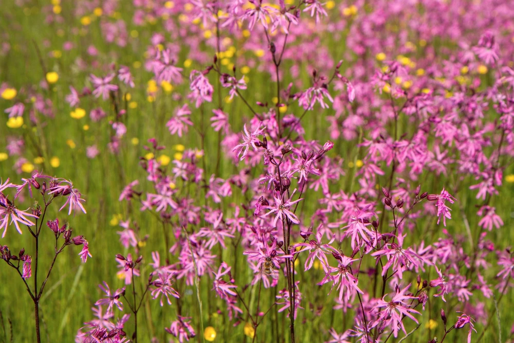 Ragged Robin Flower Seeds - Pink-Purplish Lychnis Flos Cuculi - 100 Seeds - Image 2