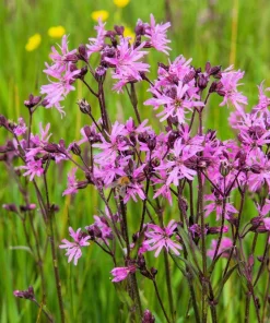 Ragged Robin Flower Seeds - Pink-Purplish Lychnis Flos Cuculi - 100 Seeds - Image 3