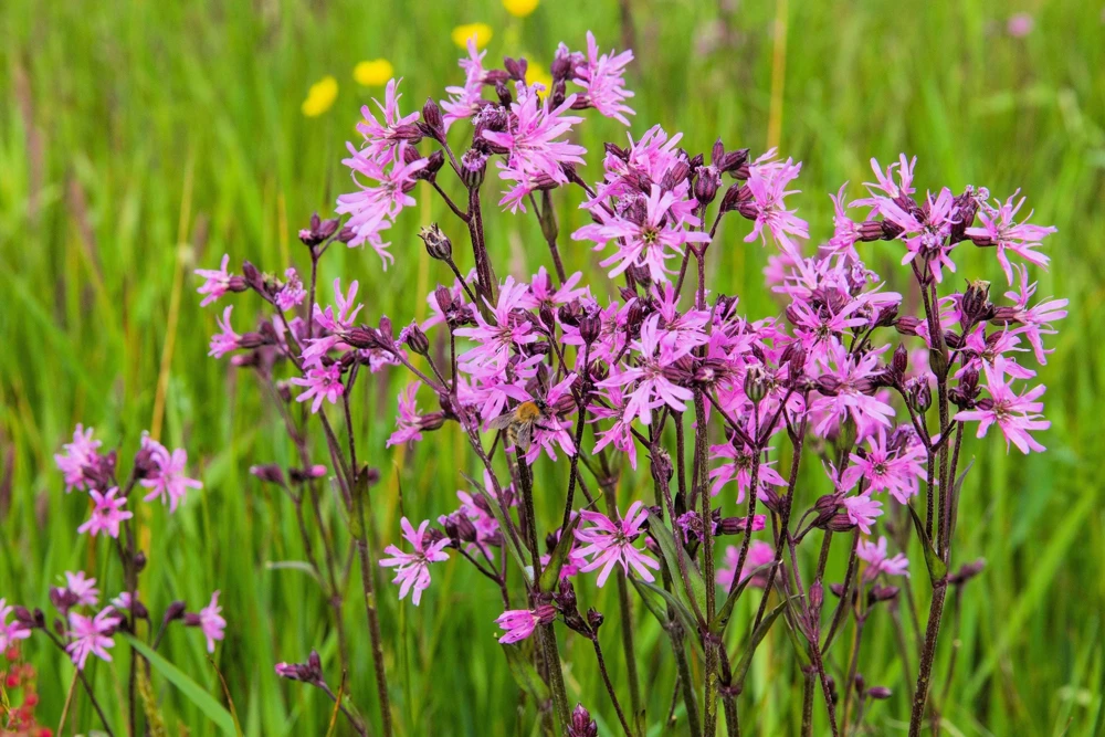 Ragged Robin Flower Seeds - Pink-Purplish Lychnis Flos Cuculi - 100 Seeds - Image 3