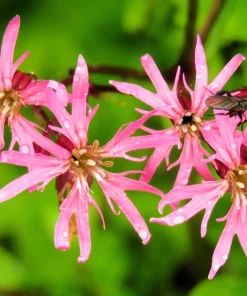 Ragged Robin Flower Seeds - Pink-Purplish Lychnis Flos Cuculi - 100 Seeds - Image 4