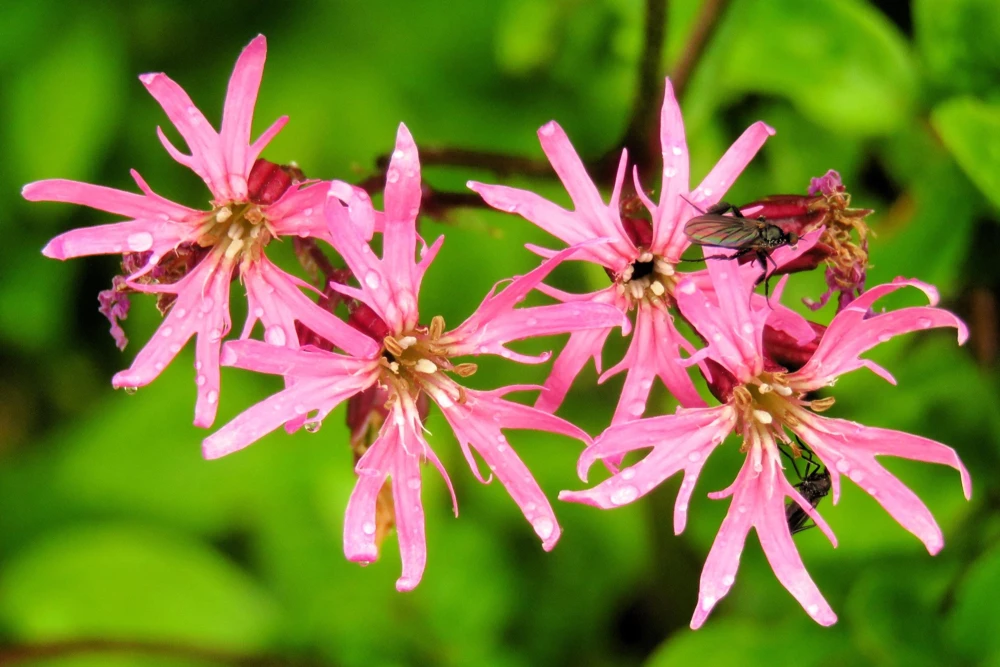 Ragged Robin Flower Seeds - Pink-Purplish Lychnis Flos Cuculi - 100 Seeds - Image 4
