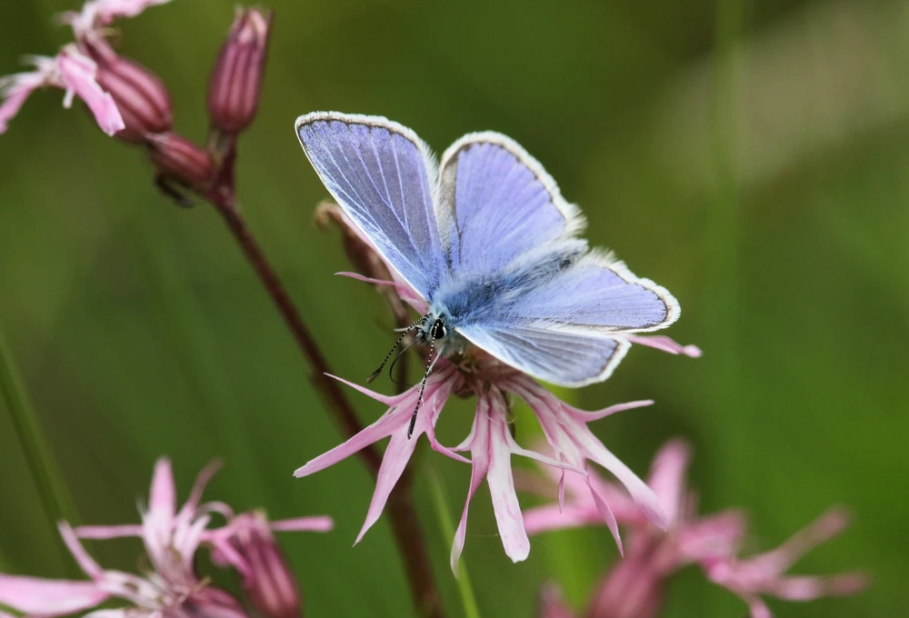 Ragged Robin Flower Seeds - Pink-Purplish Lychnis Flos Cuculi - 100 Seeds - Image 5