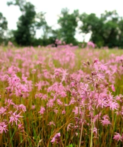 Ragged Robin Flower Seeds - Pink-Purplish Lychnis Flos Cuculi - 100 Seeds - Image 6