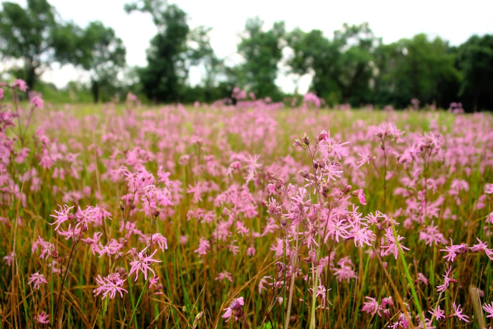 Ragged Robin Flower Seeds - Pink-Purplish Lychnis Flos Cuculi - 100 Seeds - Image 7