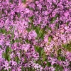 Ragged Robin Flower Seeds - Pink-Purplish Lychnis Flos Cuculi - 100 Seeds - Image 1