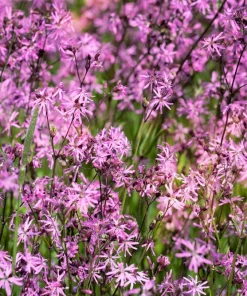 Ragged Robin Flower Seeds - Pink-Purplish Lychnis Flos Cuculi - 100 Seeds - Image 1