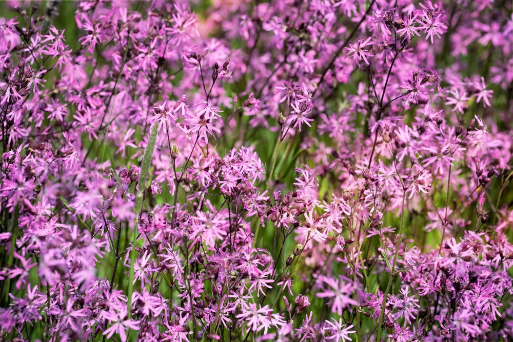 Ragged Robin Flower Seeds - Pink-Purplish Lychnis Flos Cuculi - 100 Seeds - Image 1