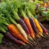 Rainbow Carrot Seeds – Heirloom Mix – 150 Seeds for Colorful Gardens – Vegetable Seeds - Image 1