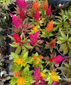 Rainbow Celosia Live Plant - Colorful Cockscomb Flower Garden Plant - Image 1