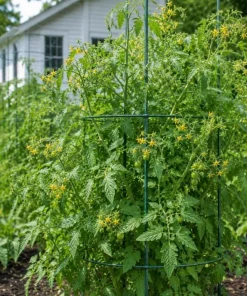 Rainbow Cherry Tomato Live Plant 3-5 Inch Tall in 4 Inch Pot - Edible Vegetable - Image 4