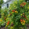 Rainbow Cherry Tomato Live Plant 3-5 Inch Tall in 4 Inch Pot - Edible Vegetable - Image 1