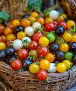 Rainbow Mix Cherry Tomato Seeds 25 Count - Heirloom Multicolor Varieties - Image 5