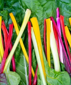 Rainbow Mix Swiss Chard Seeds - 150 Vegetable Seeds, Mixed Colors, Annual - Image 2