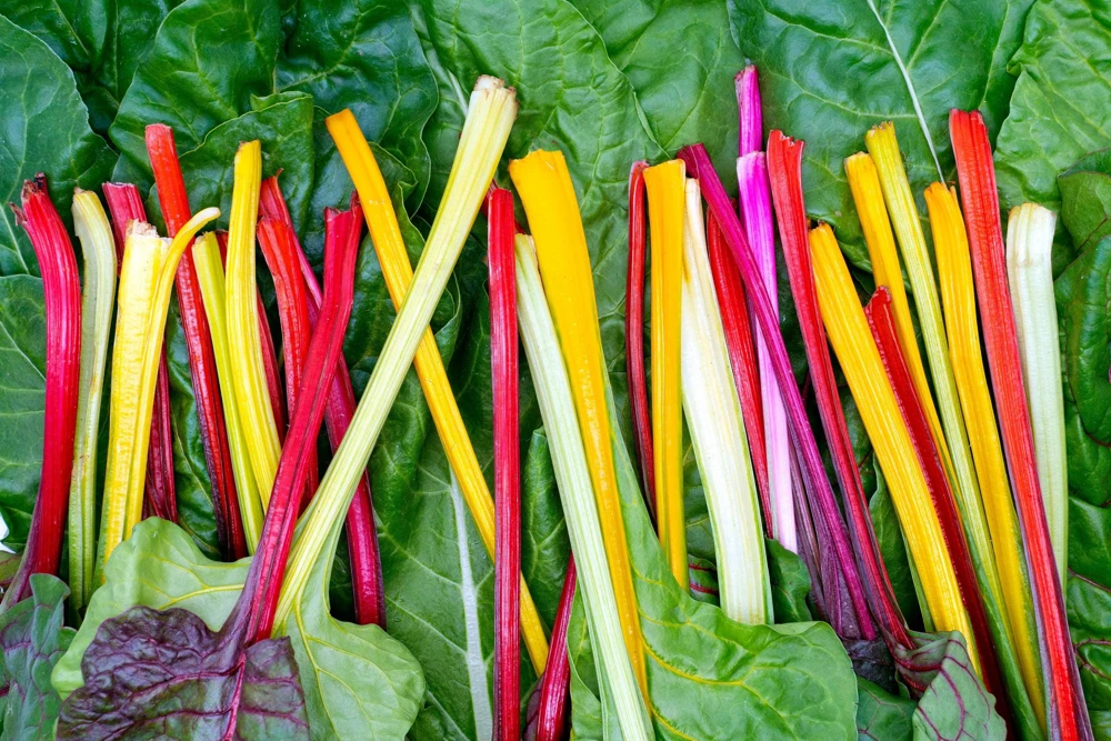 Rainbow Mix Swiss Chard Seeds - 150 Vegetable Seeds, Mixed Colors, Annual - Image 2