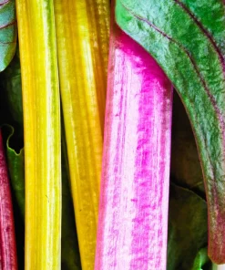 Rainbow Mix Swiss Chard Seeds - 150 Vegetable Seeds, Mixed Colors, Annual - Image 3