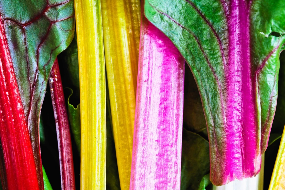 Rainbow Mix Swiss Chard Seeds - 150 Vegetable Seeds, Mixed Colors, Annual - Image 3