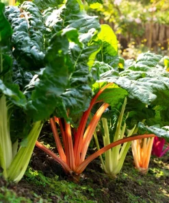 Rainbow Mix Swiss Chard Seeds - 150 Vegetable Seeds, Mixed Colors, Annual - Image 6