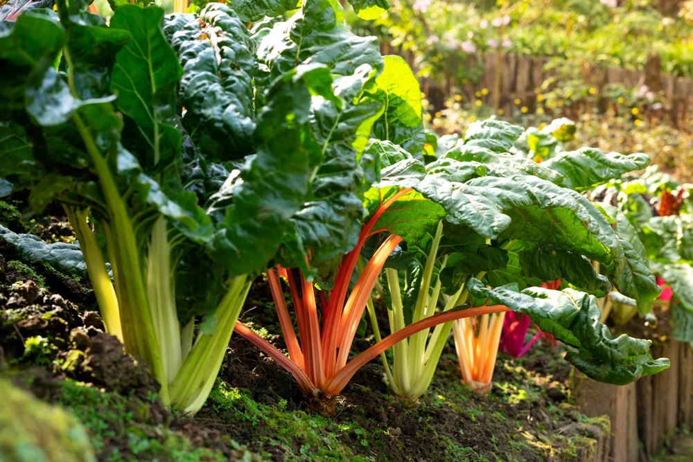 Rainbow Mix Swiss Chard Seeds - 150 Vegetable Seeds, Mixed Colors, Annual - Image 6