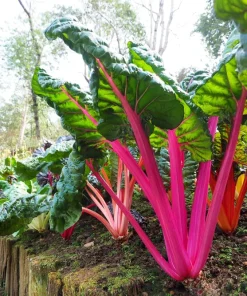 Rainbow Mix Swiss Chard Seeds - 150 Vegetable Seeds, Mixed Colors, Annual - Image 7
