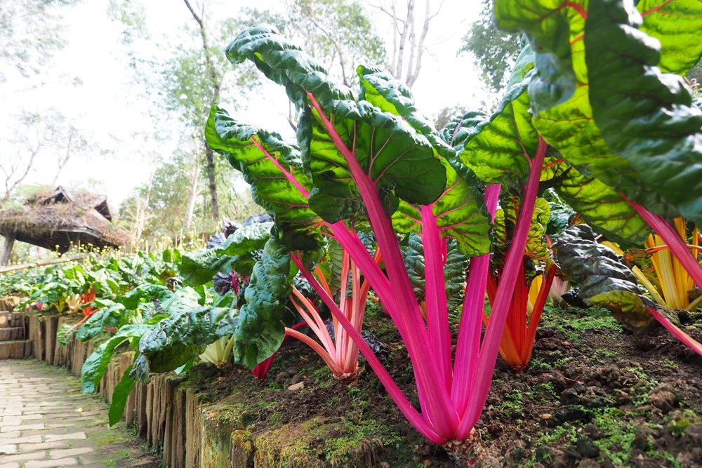 Rainbow Mix Swiss Chard Seeds - 150 Vegetable Seeds, Mixed Colors, Annual - Image 7