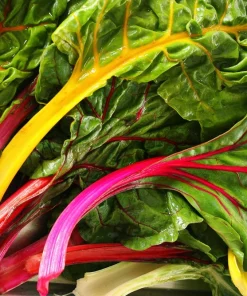 Rainbow Mix Swiss Chard Seeds - 150 Vegetable Seeds, Mixed Colors, Annual - Image 8