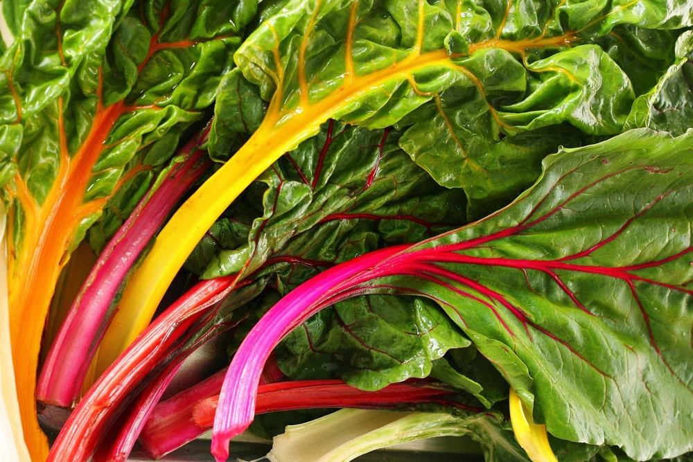Rainbow Mix Swiss Chard Seeds - 150 Vegetable Seeds, Mixed Colors, Annual - Image 8