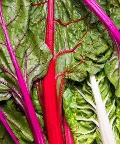 Rainbow Mix Swiss Chard Seeds - 150 Vegetable Seeds, Mixed Colors, Annual - Image 9