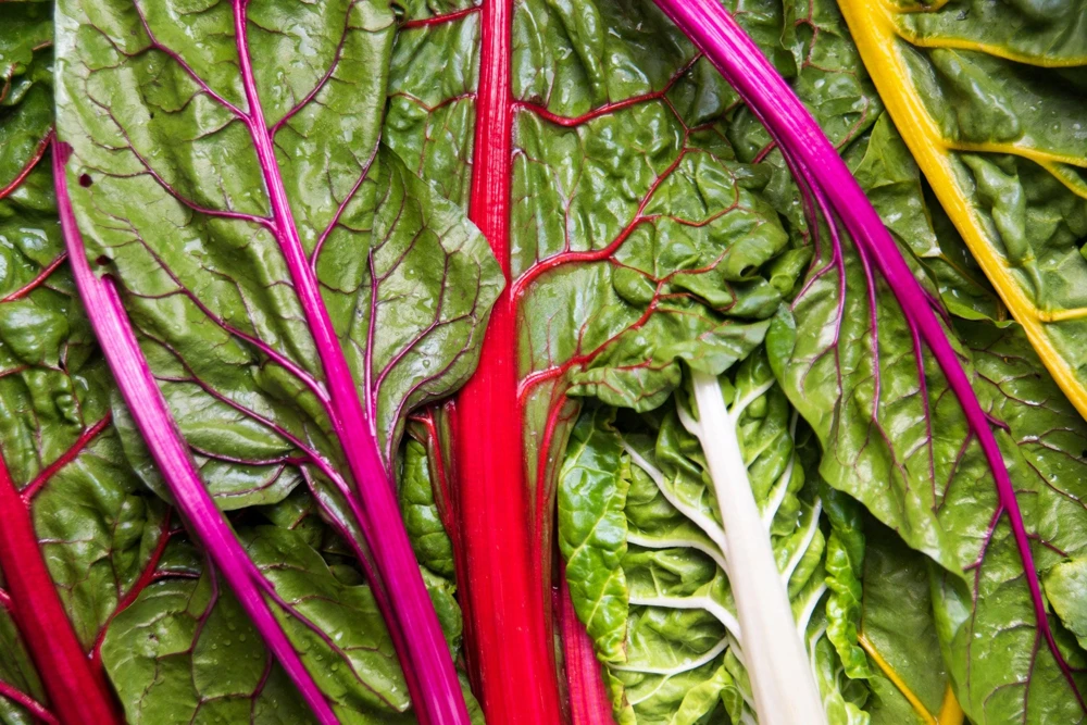 Rainbow Mix Swiss Chard Seeds - 150 Vegetable Seeds, Mixed Colors, Annual - Image 9