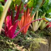 Rainbow Mix Swiss Chard Seeds - 150 Vegetable Seeds, Mixed Colors, Annual - Image 1