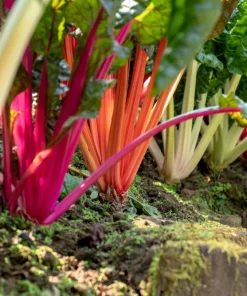 Rainbow Mix Swiss Chard Seeds - 150 Vegetable Seeds, Mixed Colors, Annual - Image 1
