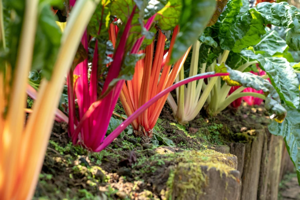 Rainbow Mix Swiss Chard Seeds - 150 Vegetable Seeds, Mixed Colors, Annual - Image 1