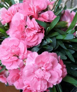 Rainbow Mixed Carnation Flower Seeds - 100 Dianthus Caryophyllus Seeds - Image 10