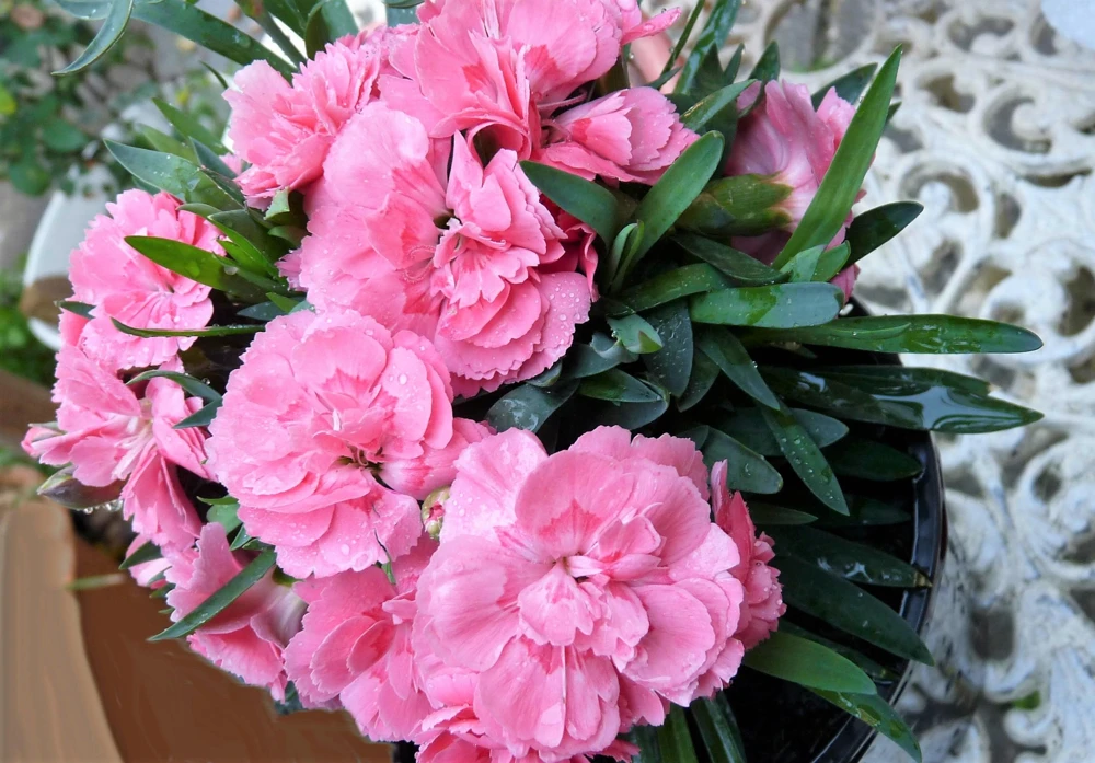 Rainbow Mixed Carnation Flower Seeds - 100 Dianthus Caryophyllus Seeds - Image 10