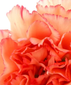 Rainbow Mixed Carnation Flower Seeds - 100 Dianthus Caryophyllus Seeds - Image 11
