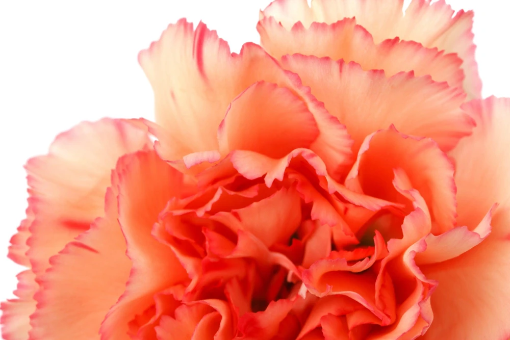 Rainbow Mixed Carnation Flower Seeds - 100 Dianthus Caryophyllus Seeds - Image 11