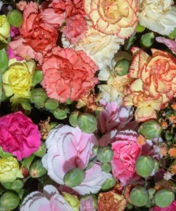 Rainbow Mixed Carnation Flower Seeds - 100 Dianthus Caryophyllus Seeds - Image 12