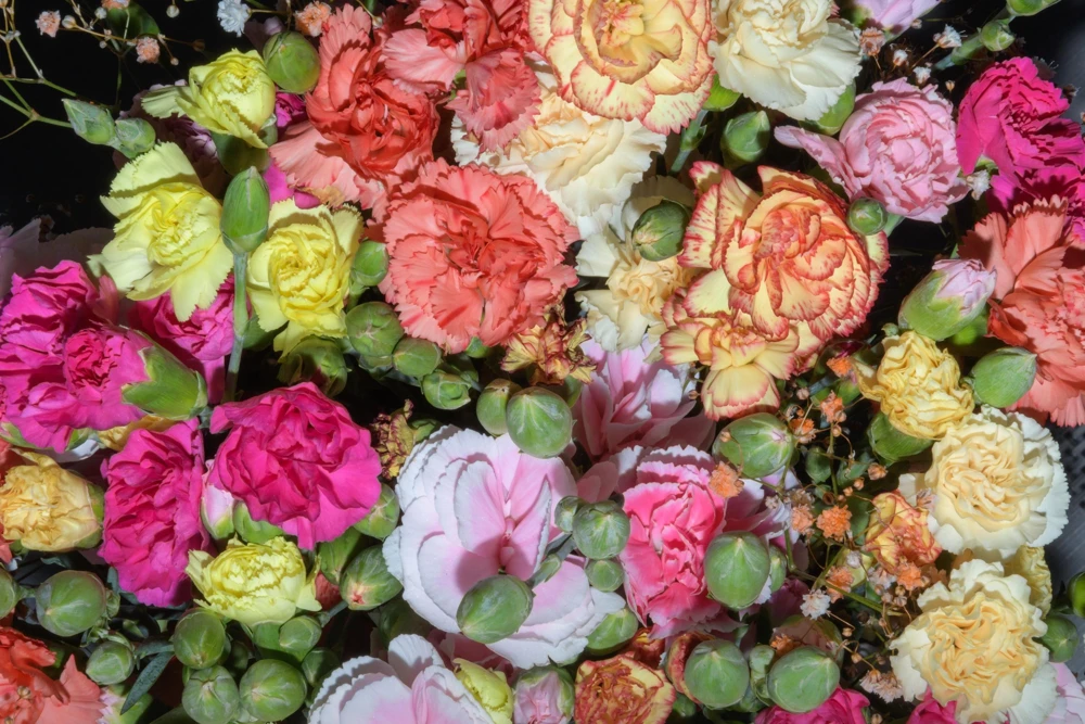 Rainbow Mixed Carnation Flower Seeds - 100 Dianthus Caryophyllus Seeds - Image 12