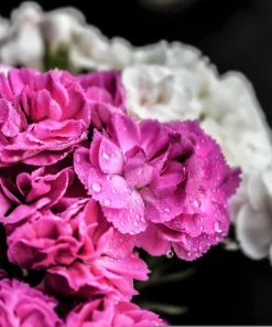 Rainbow Mixed Carnation Flower Seeds - 100 Dianthus Caryophyllus Seeds - Image 13