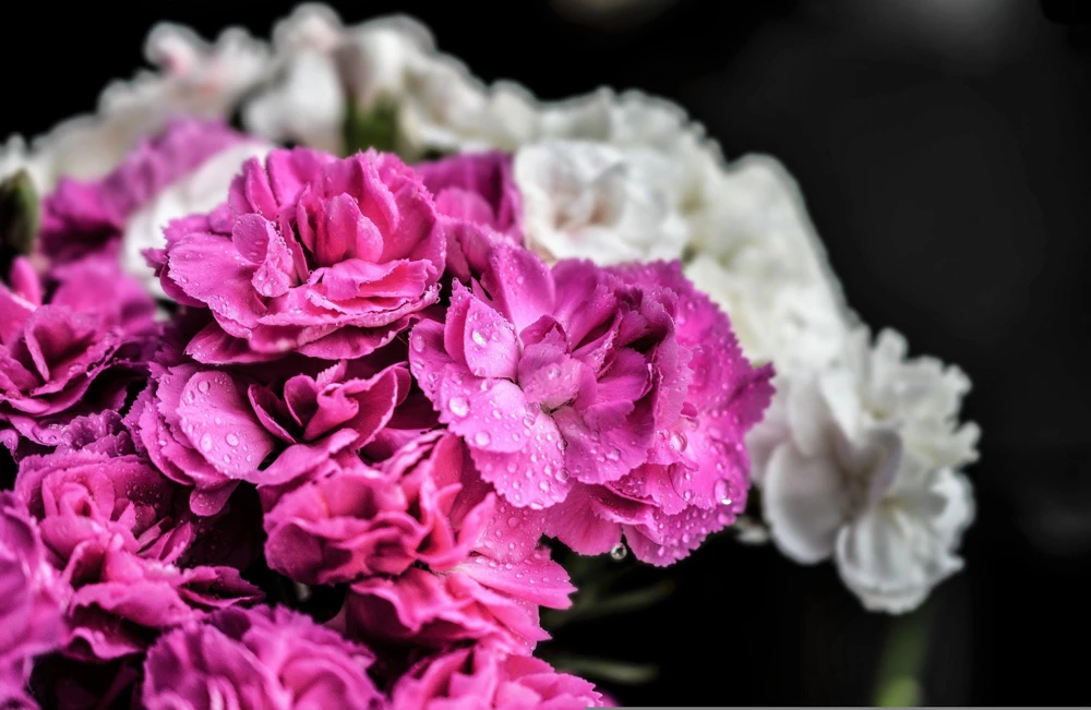Rainbow Mixed Carnation Flower Seeds - 100 Dianthus Caryophyllus Seeds - Image 13