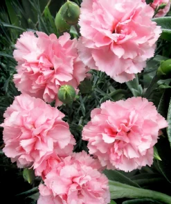 Rainbow Mixed Carnation Flower Seeds - 100 Dianthus Caryophyllus Seeds - Image 14